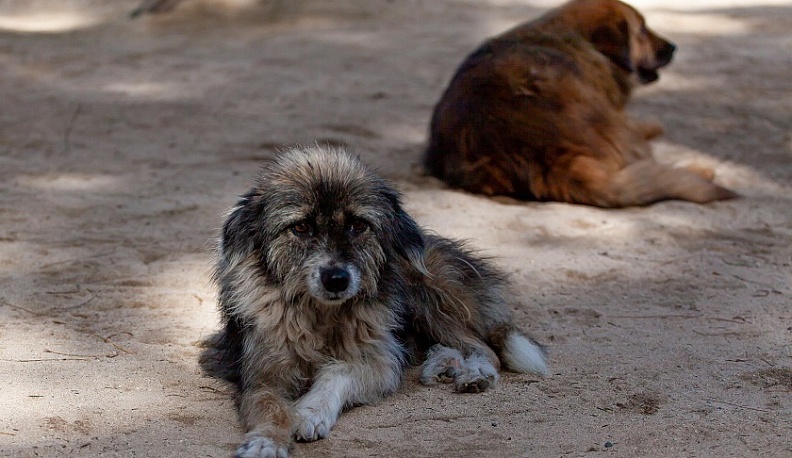В Калужской области обсудили вопросы обращения с бездомными животными