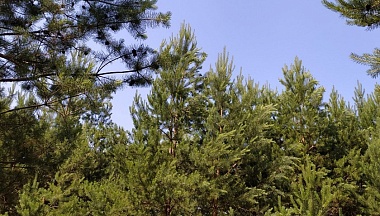 В Калужской области лесовосстановление в 2025 году выполнено с превышением плана