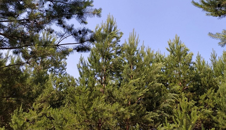 В Калужской области лесовосстановление в 2025 году выполнено с превышением плана