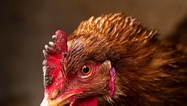 В Калужской области не выявлено новых очагов высокопатогенного гриппа птиц 