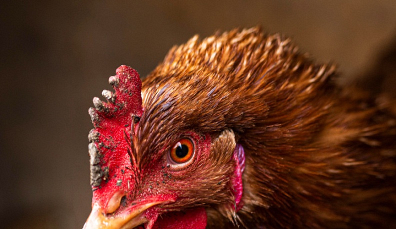 В Калужской области не выявлено новых очагов высокопатогенного гриппа птиц 