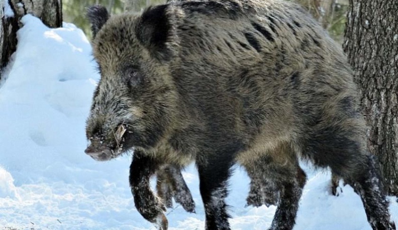 Кабаны не пропускали главу администрации Малоярославецкого района на совещание