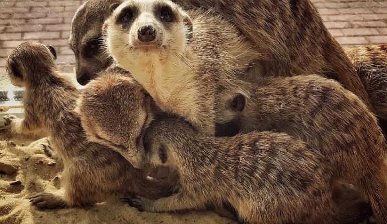 В калужском зоопарке обзавелась потомством семья сурикатов