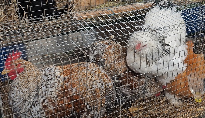 В Калужской области ликвидировали очаг высокопатогенного птичьего гриппа