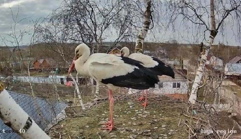 Калужские аисты-стримеры вернулись в гнездо