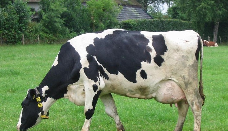 В Калужской области возросло производство продукции животноводства