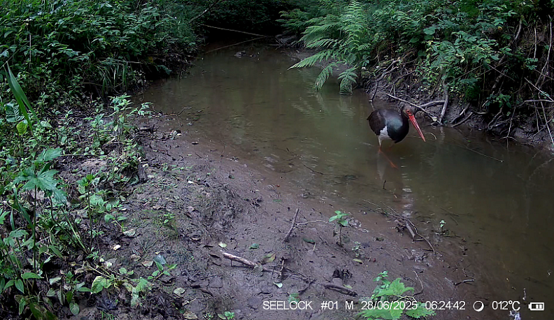 В фотоловушку калужского заповедника попался краснокнижный аист