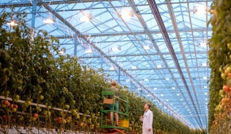 Год фруктово-овощной