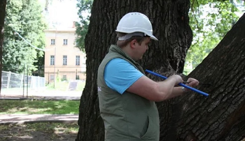 В калужской  горуправе посчитали количество больных деревьев