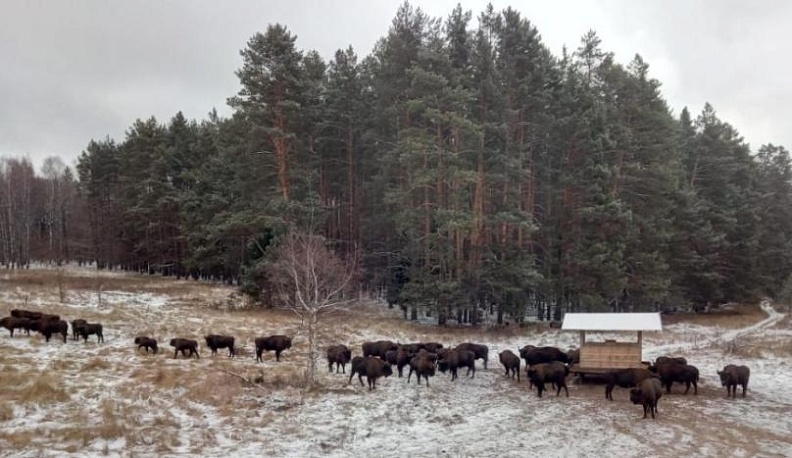 В заповеднике «Калужские засеки» насчитали 24 новорожденных зубрёнка