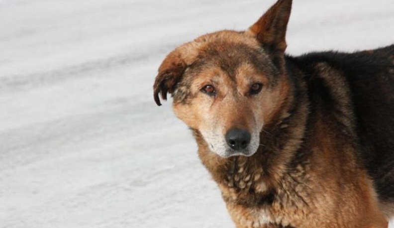 Собачий вопрос