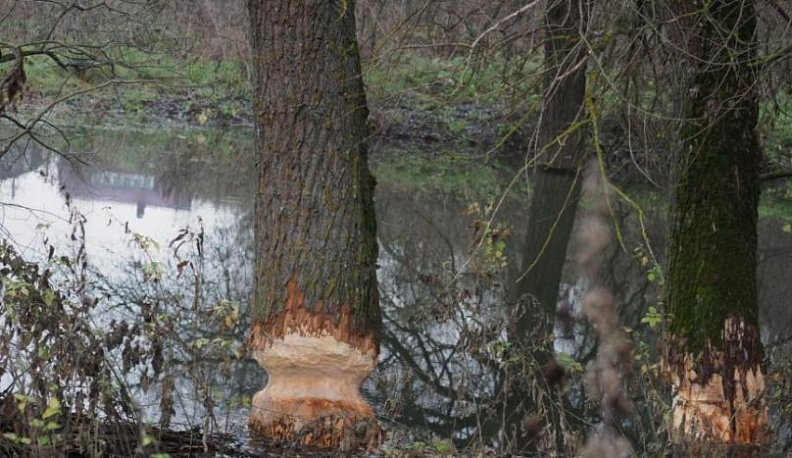 Бобры-калужане нуждаются в помощи