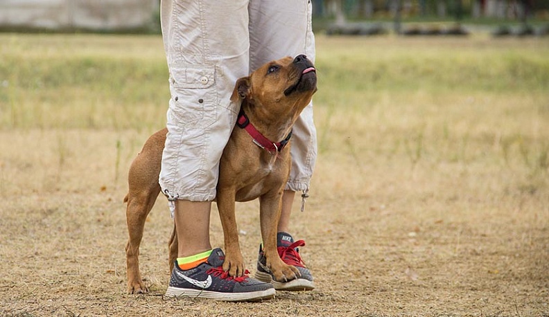 Собакам вход воспрещён