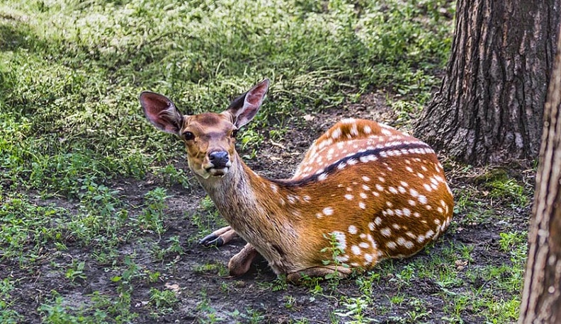 В Калуге общественники ловят олениху на Правом берегу