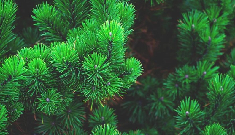 Обнинским многодетным семьям подарят елки