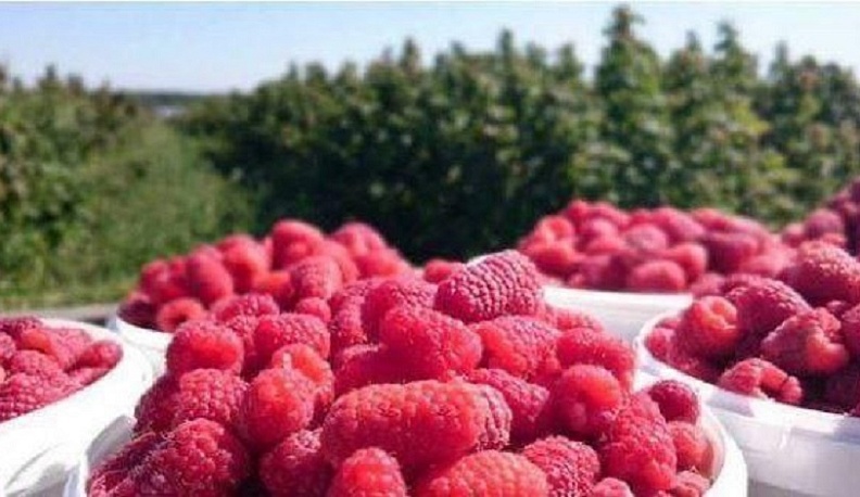 Калужский губернатор рассказал о развитии производства плодово-ягодной продукции в регионе