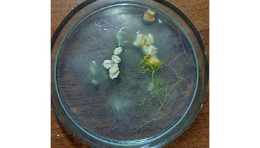 Капля ужаса, или Интеллектуал одноклеточный