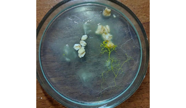 Капля ужаса, или Интеллектуал одноклеточный