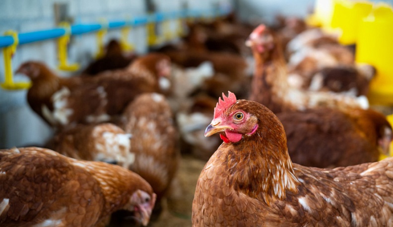 В Калужской области нашли еще один очаг гриппа птиц