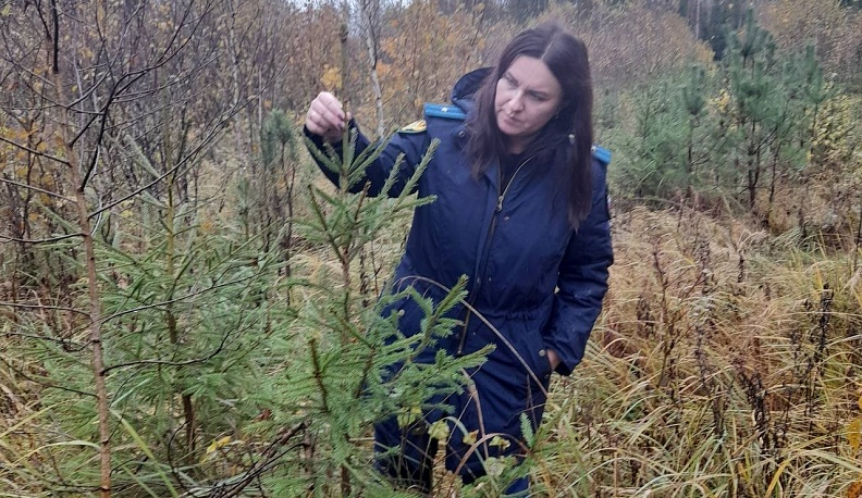 Прокуратура побудила арендаторов восстановить леса в пяти лесничествах Калужской области