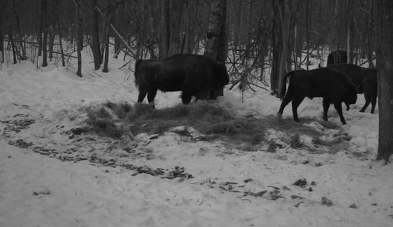 В Калужской области считают зубров