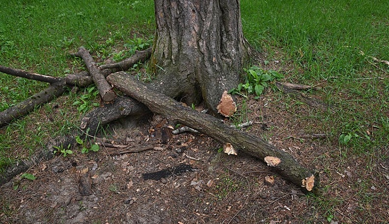 Удар по корням