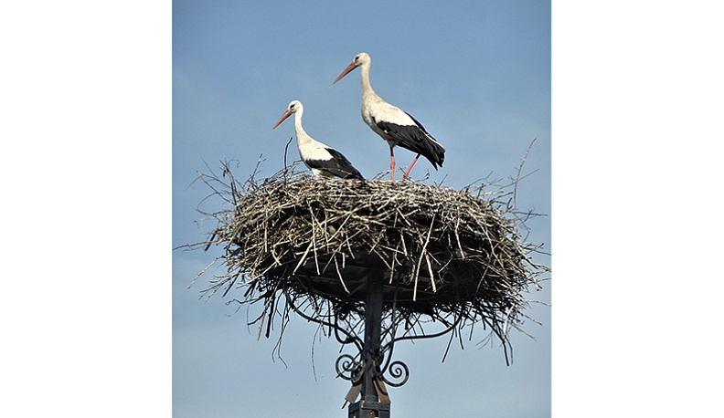 Личное дело белого аиста