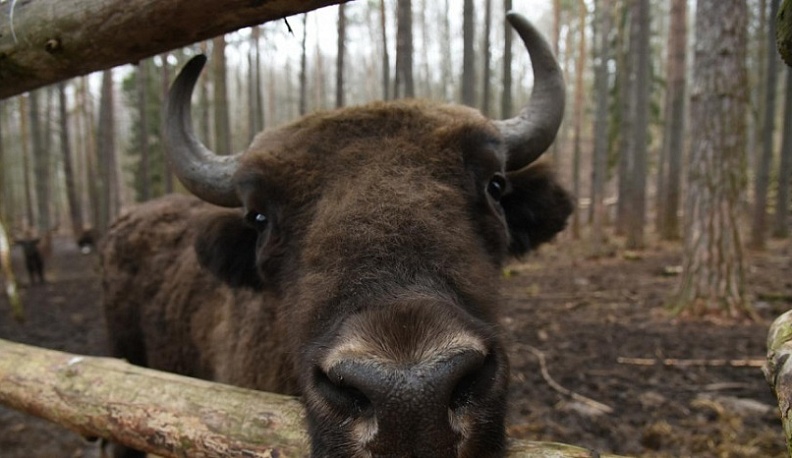 В заповеднике «Калужские засеки» обитает около 500 краснокнижных зубров