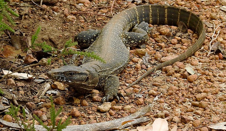 В деревне под Калугой поймали гигантского варана