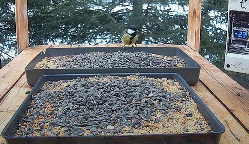 В Калужской области продолжаются круглосуточные онлайн-трансляции из птичьих кормушек