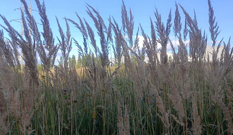 Россельхознадзор вернул в сельхозоборот 3,5 тысячи га земель в Калужской области
