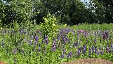 9 растений внесли в список опасных инвазивных видов в Калужской области