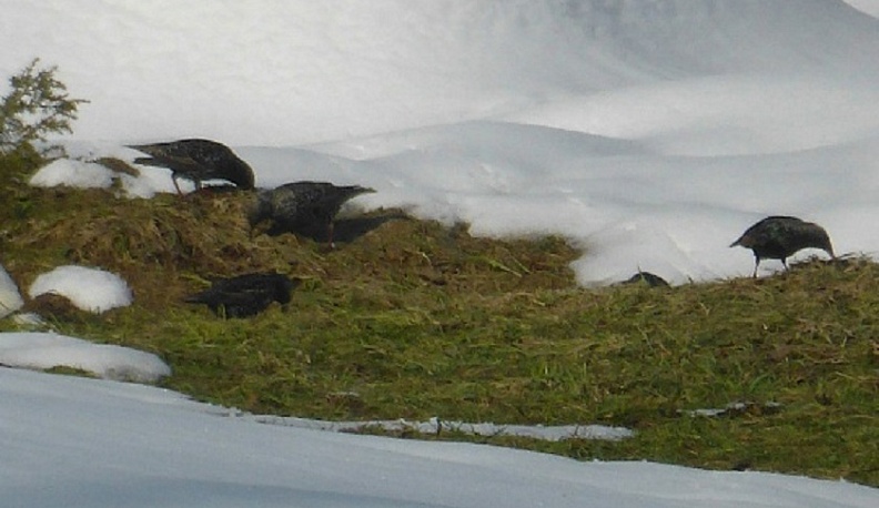 В Калужскую область раньше срока прилетели грачи и скворцы