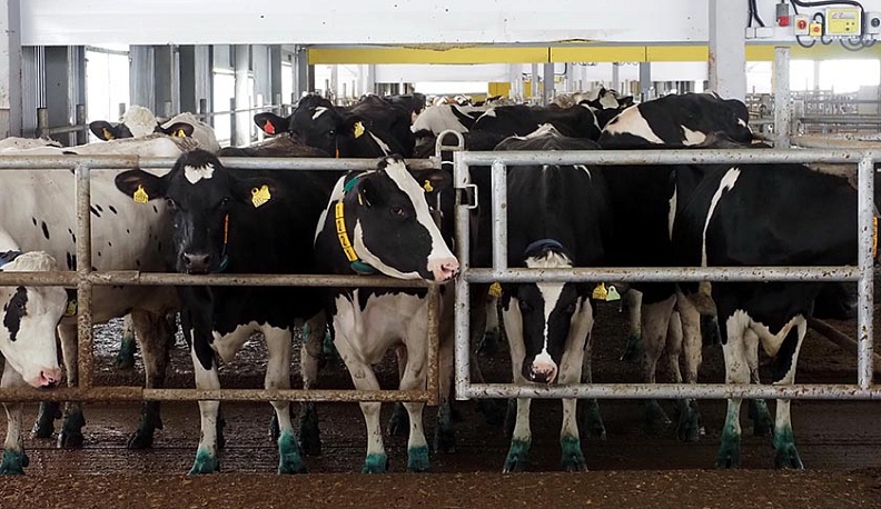 Производство молока в Калужской области продолжает расти