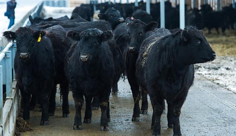 В Калужской области в 40 раз выросло поголовье мясного скота