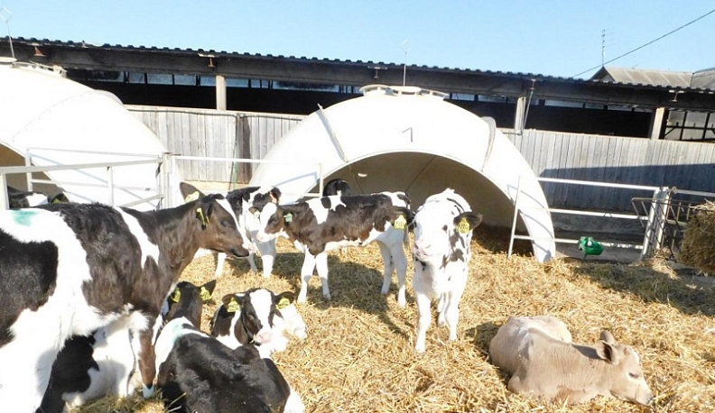 Фермеры Дзержинского района получают бюджетную поддержку благодаря участию в различных госпрограммах