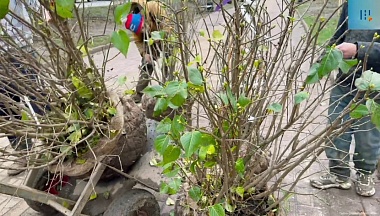 На пяти улицах Калуги появятся новые деревья