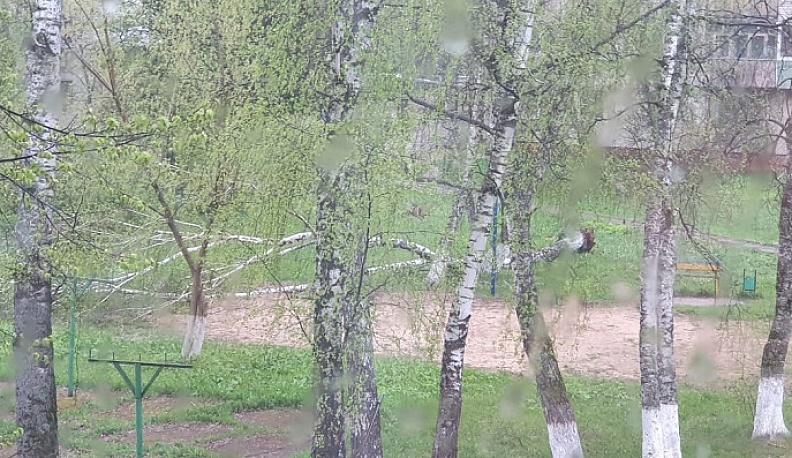 В Балабаново сильный ветер валит деревья