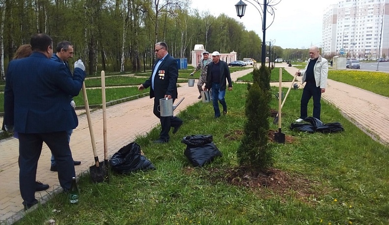 На бульваре Губернского парка в Калуге высадили туи