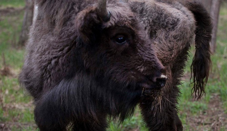 Рогатая дюжина