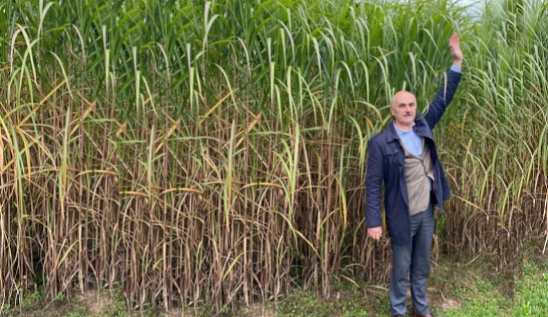 В.Мазуров на плантациях мискантуса.