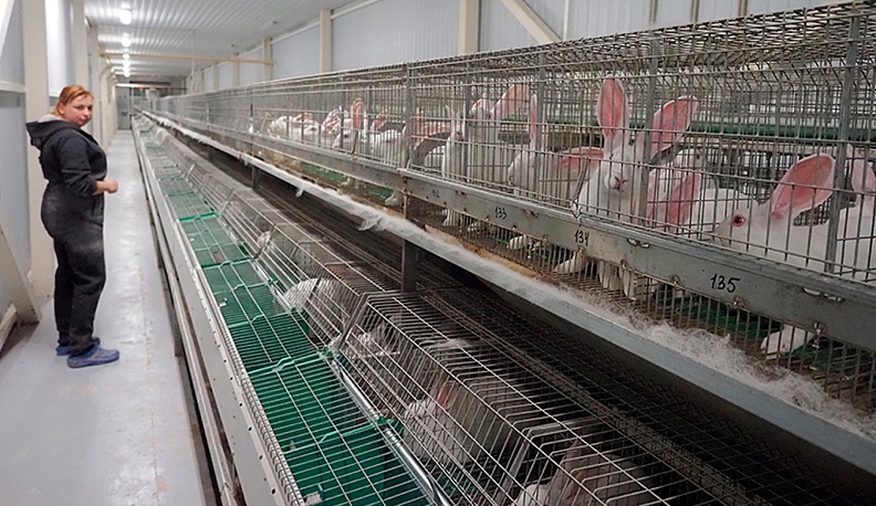 Когда год   сулит приплод