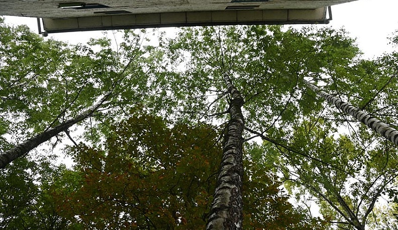 В Калуге неизвестные вандалы посолили берёзы