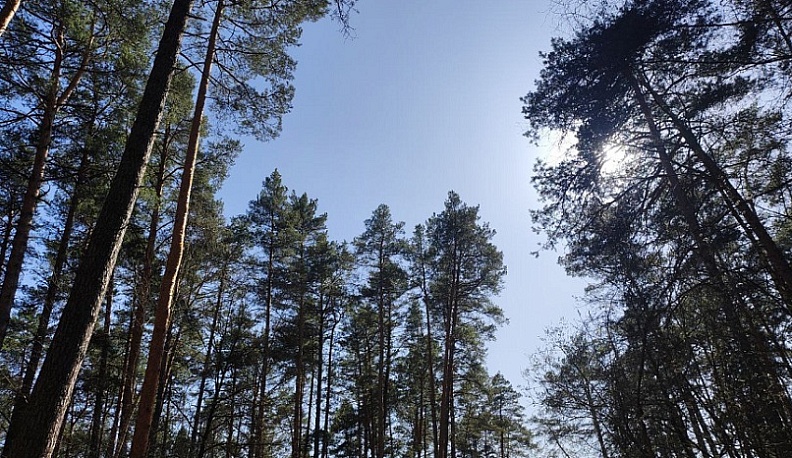 В Калужской области за шесть месяцев удалось втрое сократить объёмы незаконных лесозаготовок