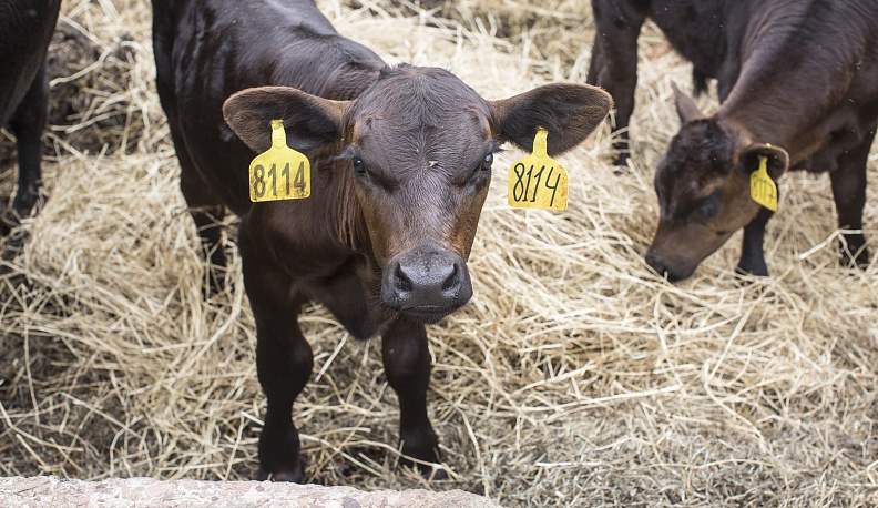 Был бы бык, а мясо нарастет