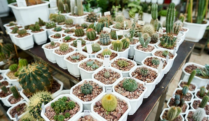 С начала года более 2 тысяч посетителей побывало в Ботаническом саду КГУ