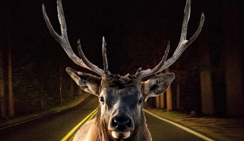 Калужане сняли бегавших по Правобережью оленей 