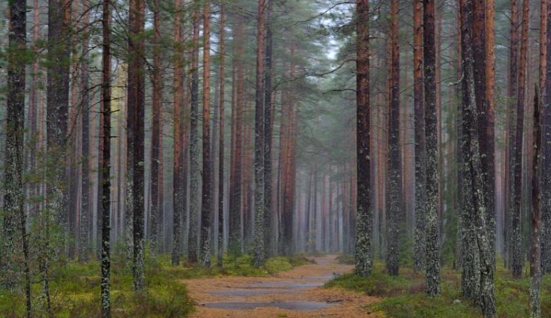 Ограничено посещение калужского Бора 