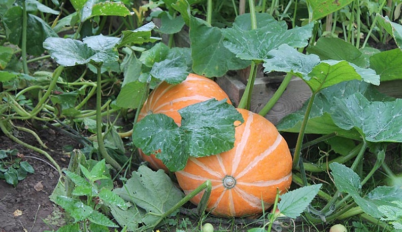 В Тарусском районе созрели дыни и арбузы