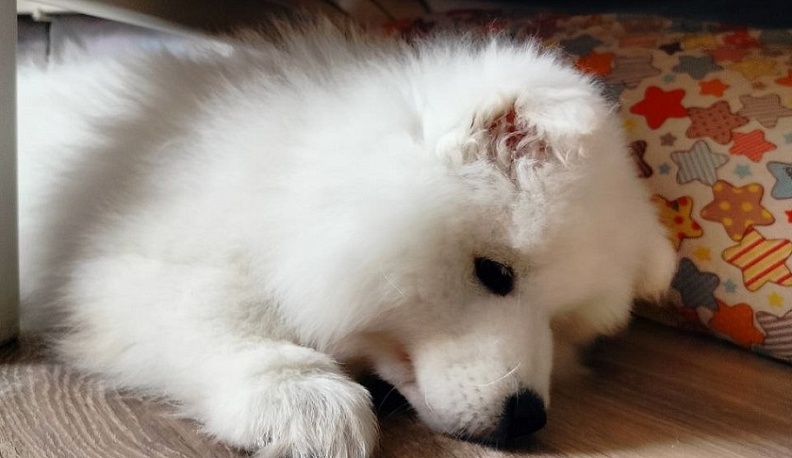 В Жукове полиция проводит проверку по факту истощения собаки хозяином